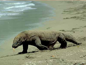 National Geographic Channel ""Vahşi Yaşam: Komodo Ejderleri""