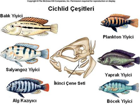 CBT"nin Cichlid Evrimi Yanılgısı