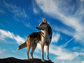 National Geographic"in ""Köpeklerin Evrimi"" Yanılgısı