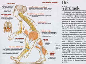 Bilim Ve Teknik Dergisinden Evrimci Saçmalıklar:""Vücudu Yeniden Tasarlama"" Komedisi