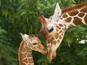 Animal Planet ""Vahşi Dünyaların Şampiyonları""