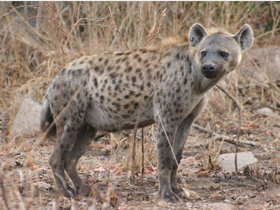 Animal Planet ""Onun Hakkında Herşey: Sırtlanlar""