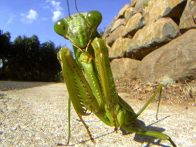 Animal Planet ""A"dan Z"ye Hayvanlar: Böcekler""