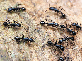 National Geographic Channel ""Böcek Saldırısı""