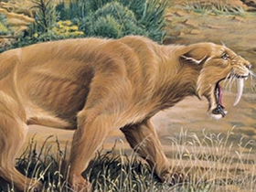 National Geographic Channel ""Saber Toothed Tiger - Tükeniş""