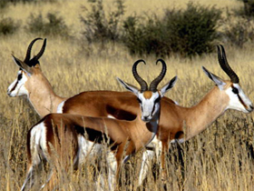 National Geographic Channel ""Vahşi Afrika Öldüren Yarış""