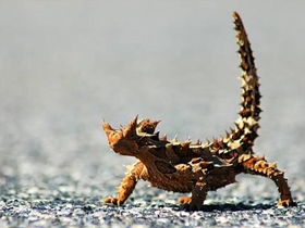 National Geographic Channel ""Dragons Of The Namib: Namib Ejderleri""