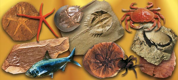 The facts revealed by fossils: || The fact of Creation