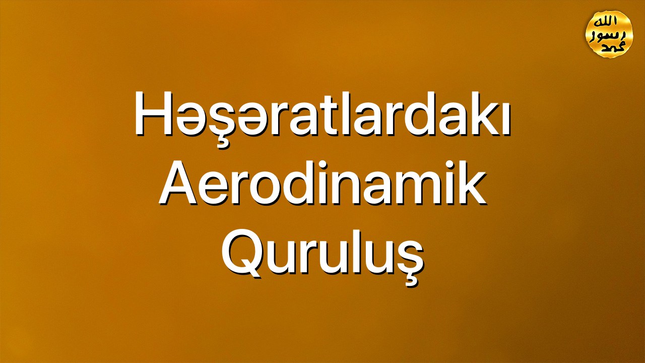 Həşəratlardakı aerodinamik quruluş