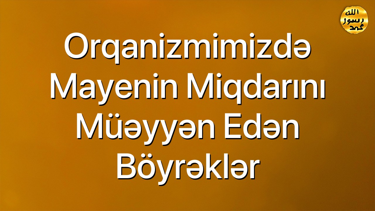 Orqanizmimizdə mayenin miqdarını müəyyən edən böyrəklər