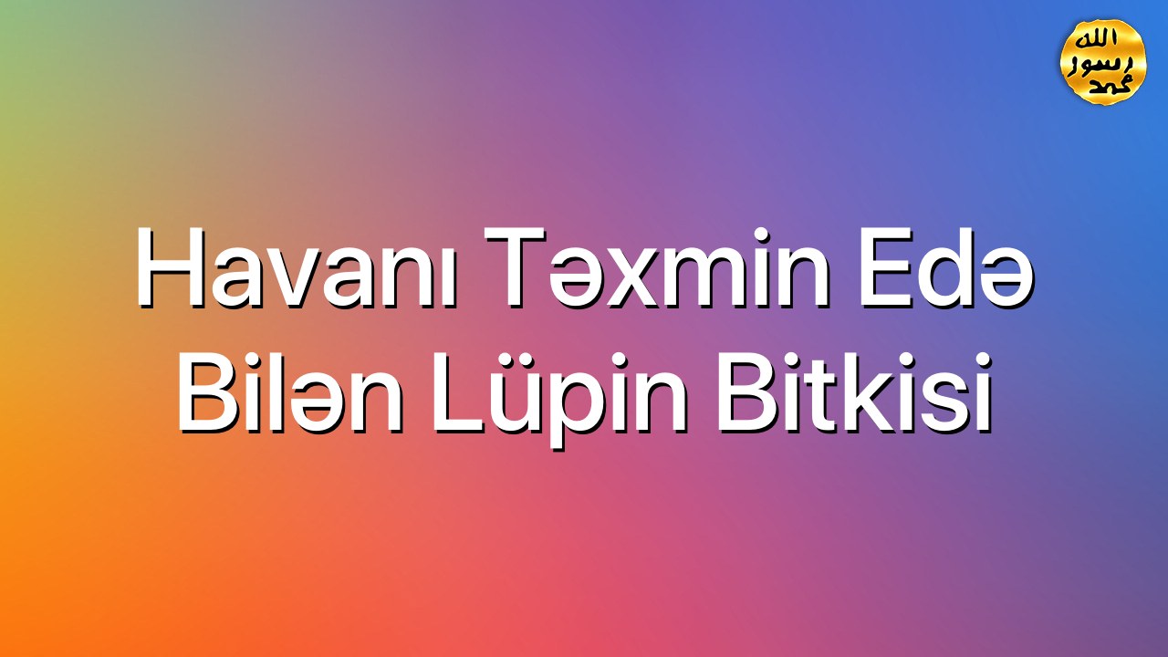 Havanı təxmin edə bilən Lüpin bitkisi