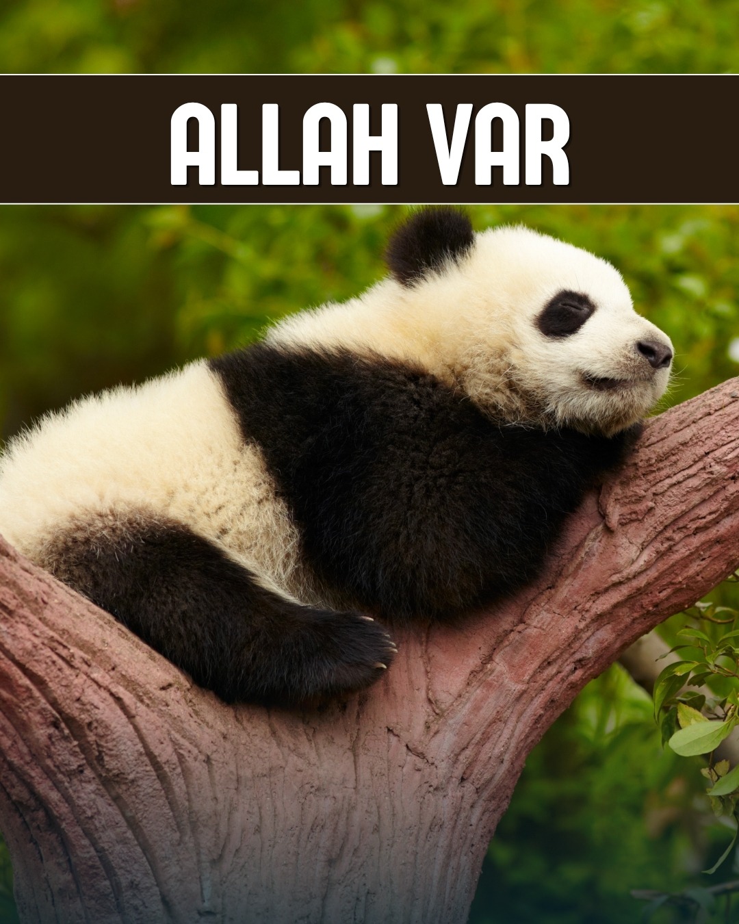 Allah Var
