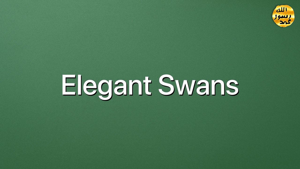 Elegant swans