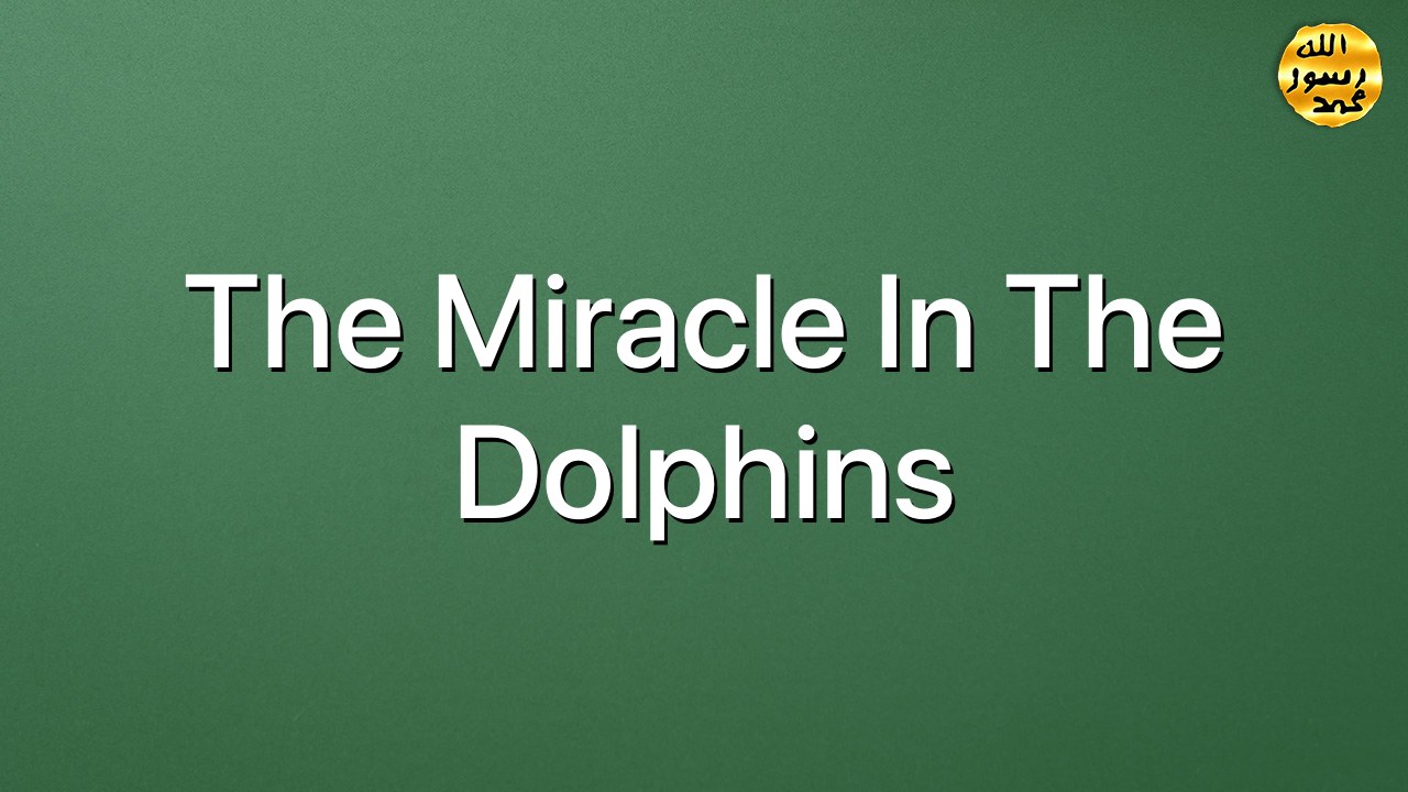 The miracle in the dolphins