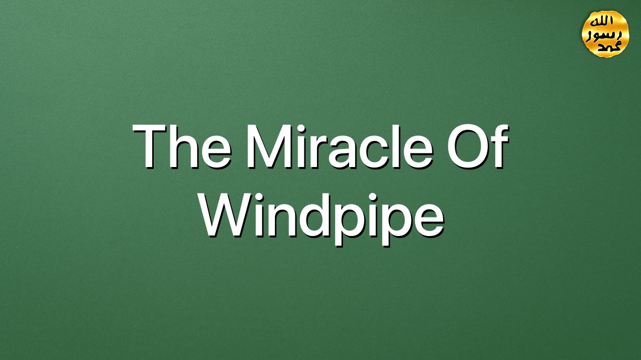 The miracle of windpipe