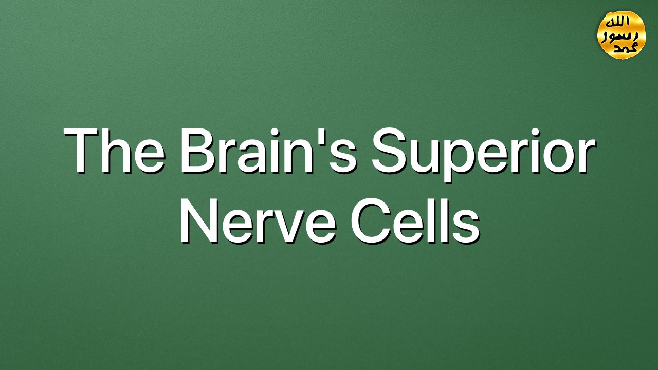The Brain's Superior Nerve Cells