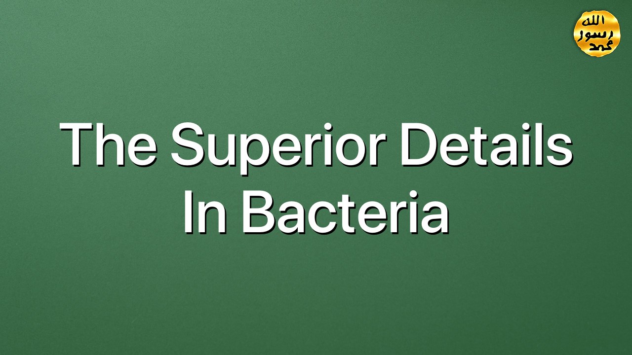 The Superior Details in Bacteria