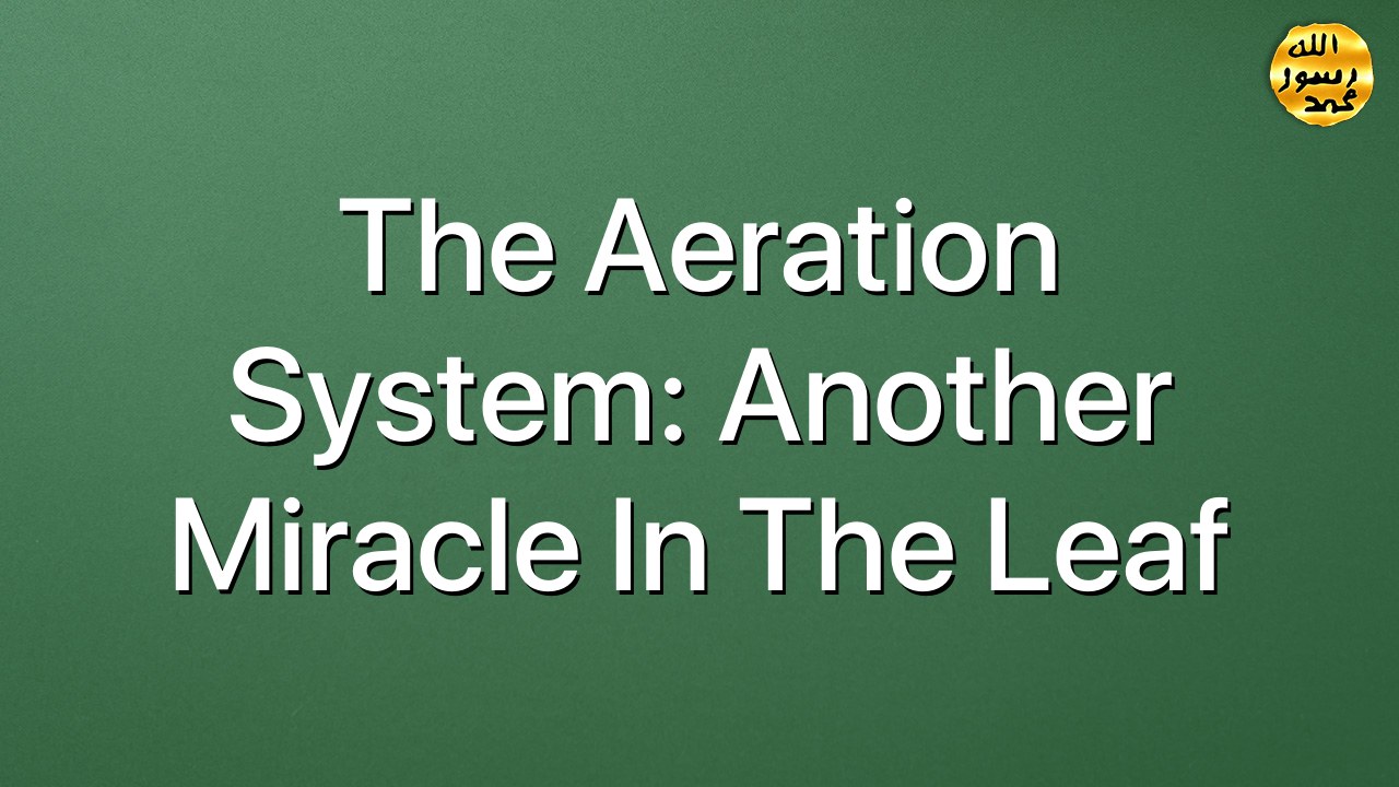 The aeration system: another miracle in the leaf
