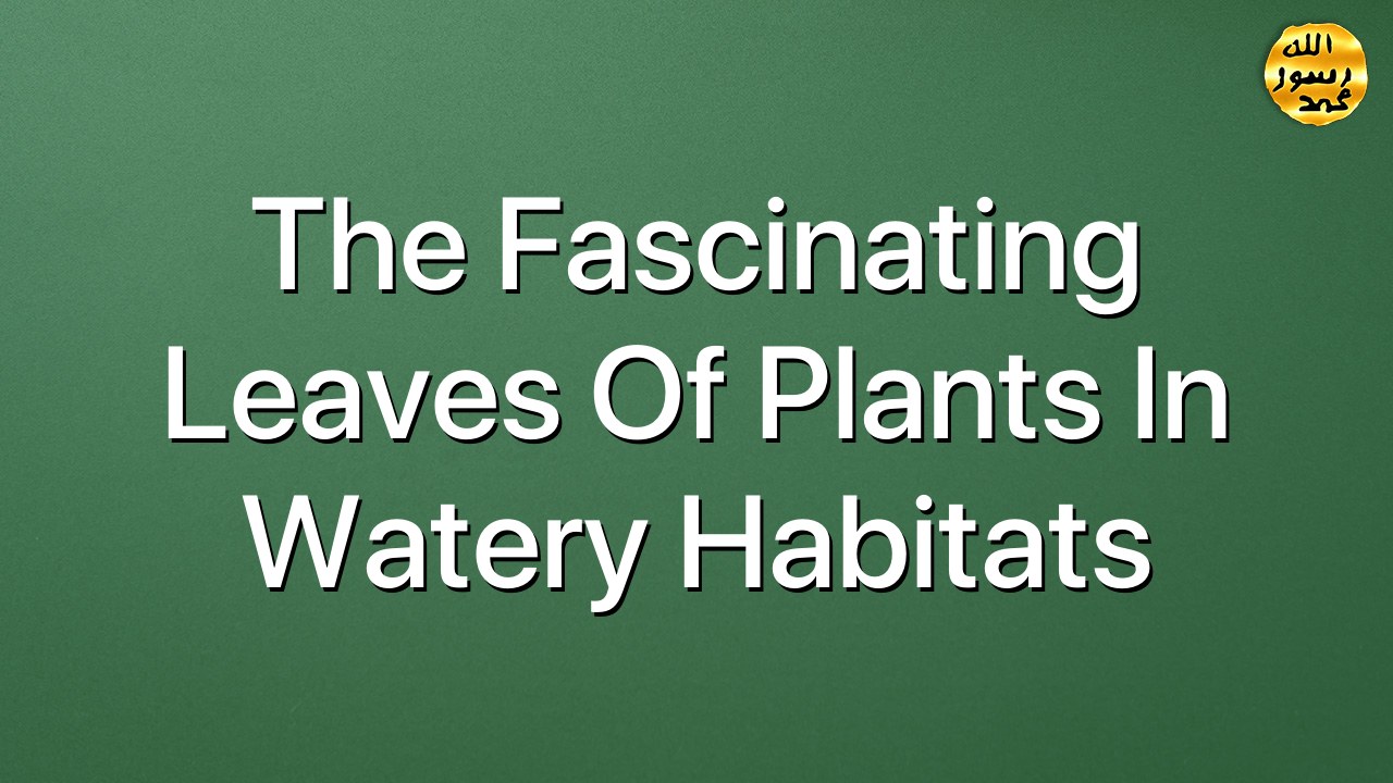 The fascinating leaves of plants in watery habitats