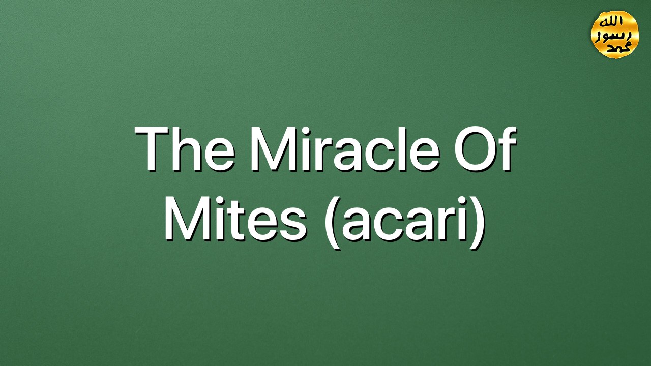 The miracle of mites (acari)