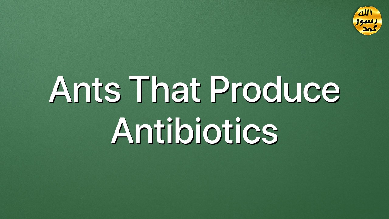 Ants that produce antibiotics