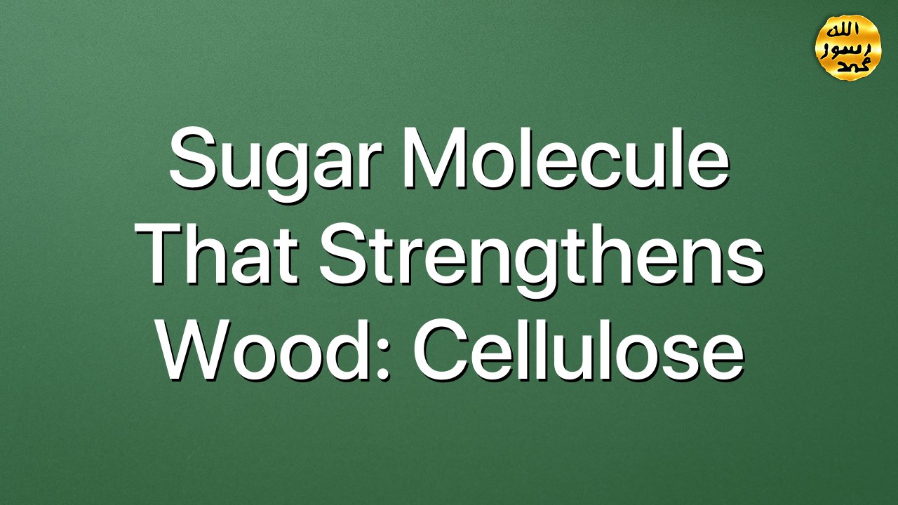 Sugar molecule that strengthens wood: Cellulose