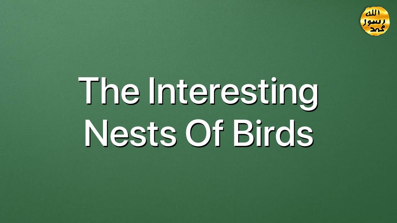 The Interesting Nests Of Birds