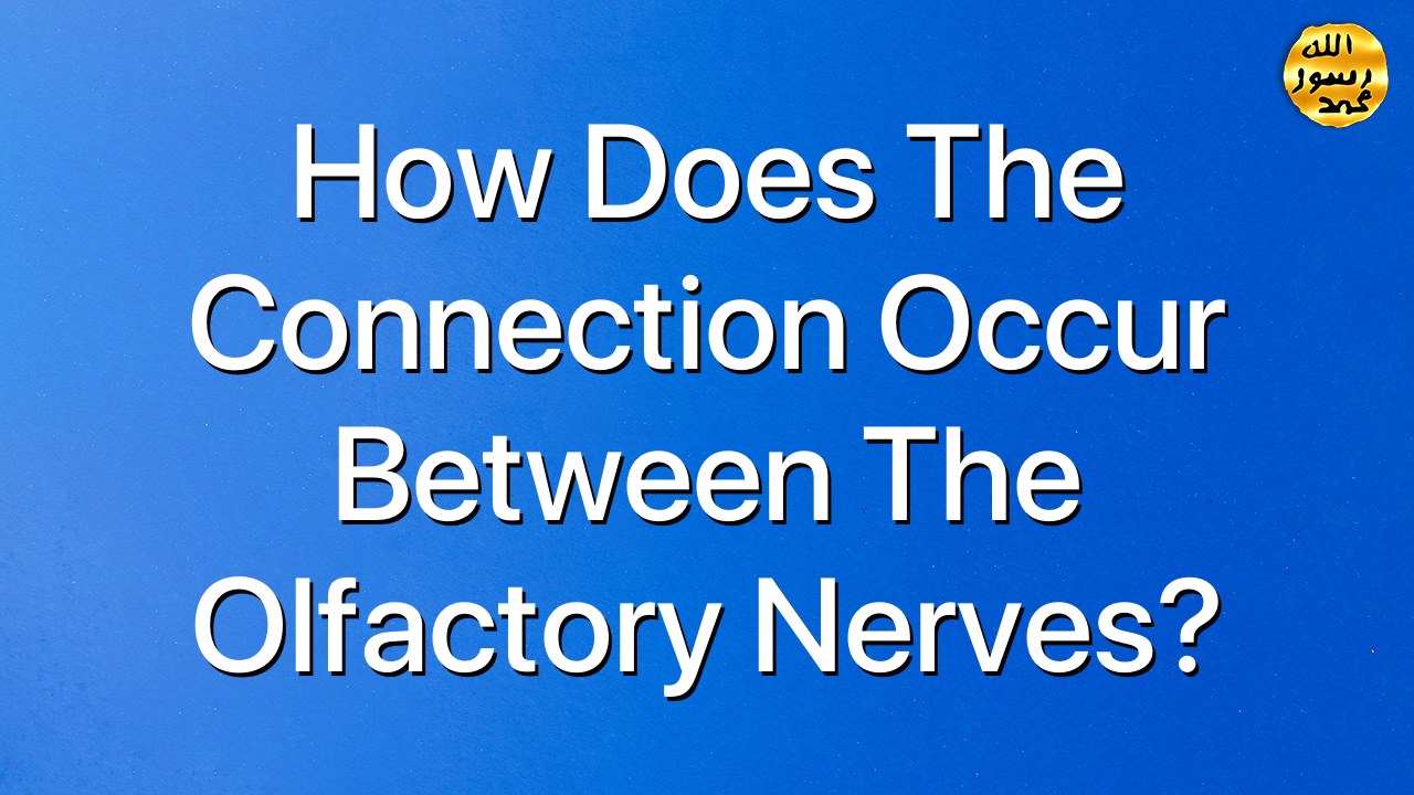 How does the connection occur between the olfactory nerves?