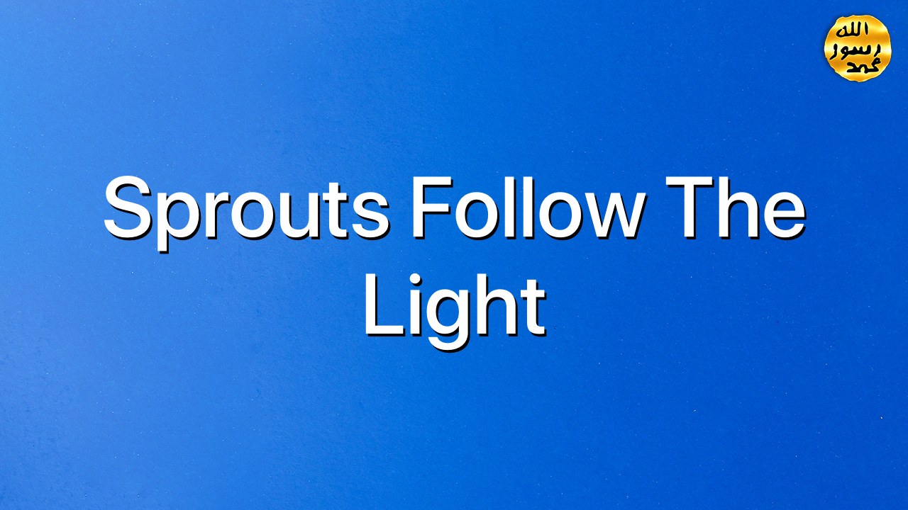 Sprouts follow the light