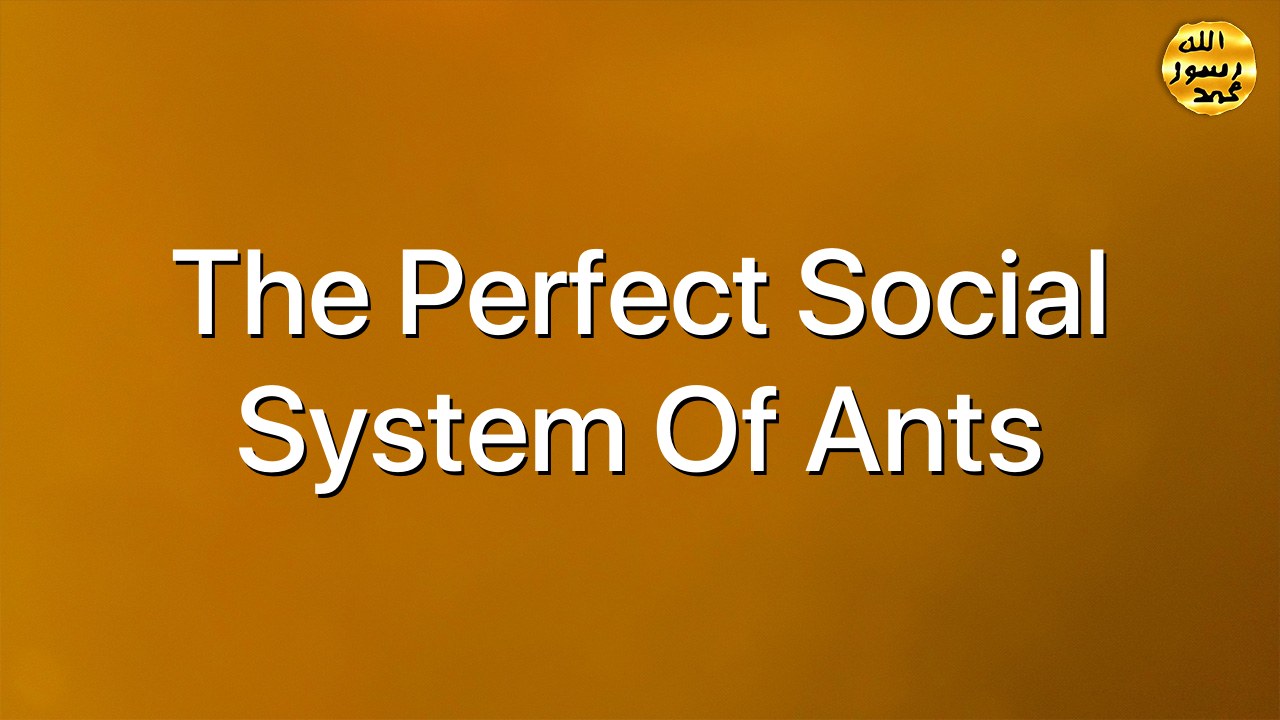 The perfect social system of ants