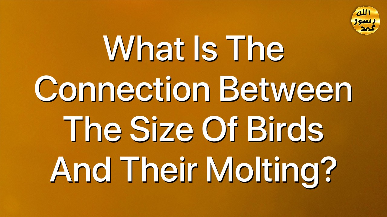 What is the connection between the size of birds  and their molting?