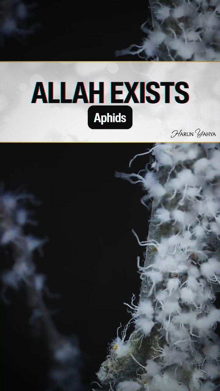 Allah Exists Aphids