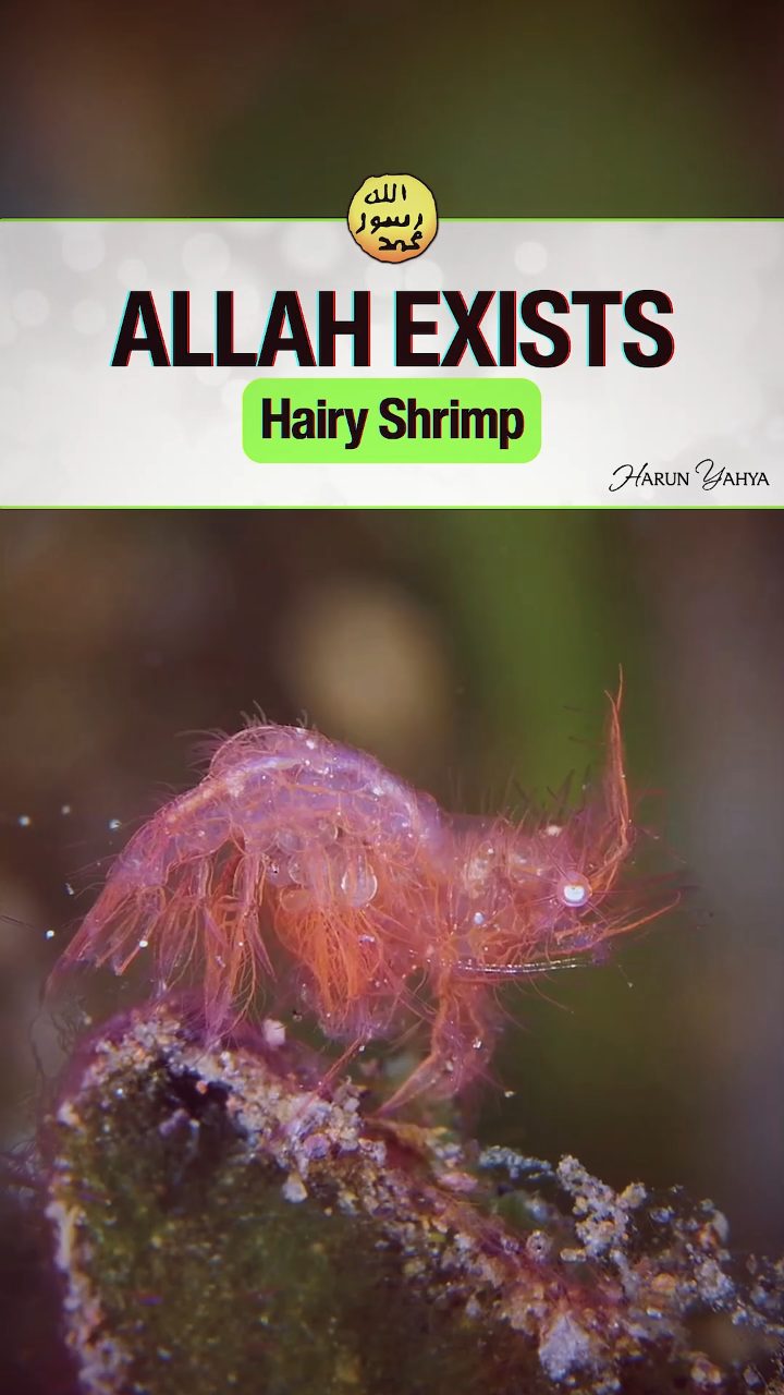 Hairy Shrimp