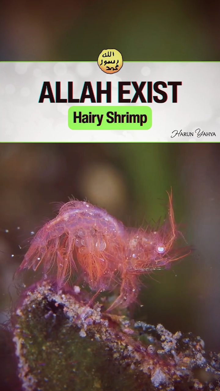 Hairy Shrimp