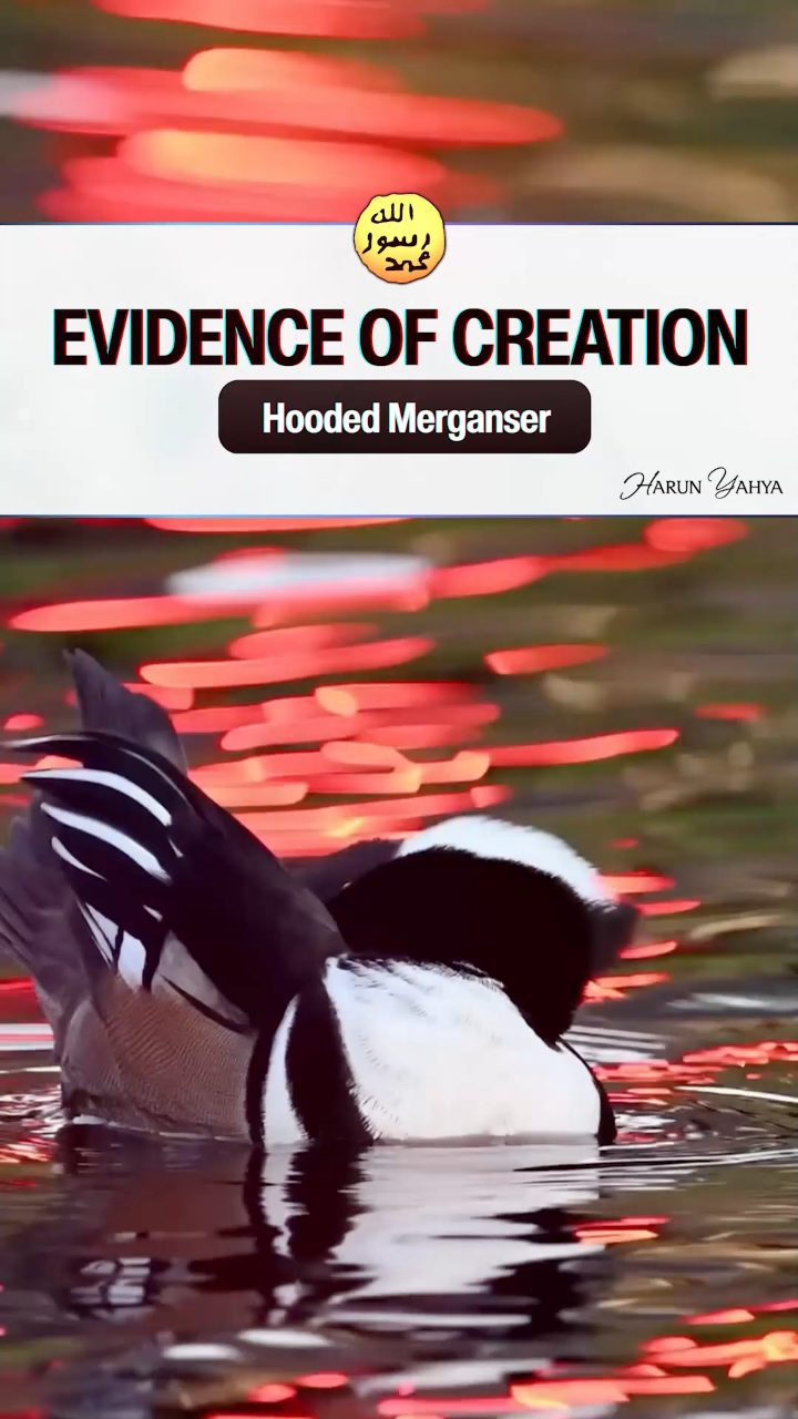 Hooded Merganser