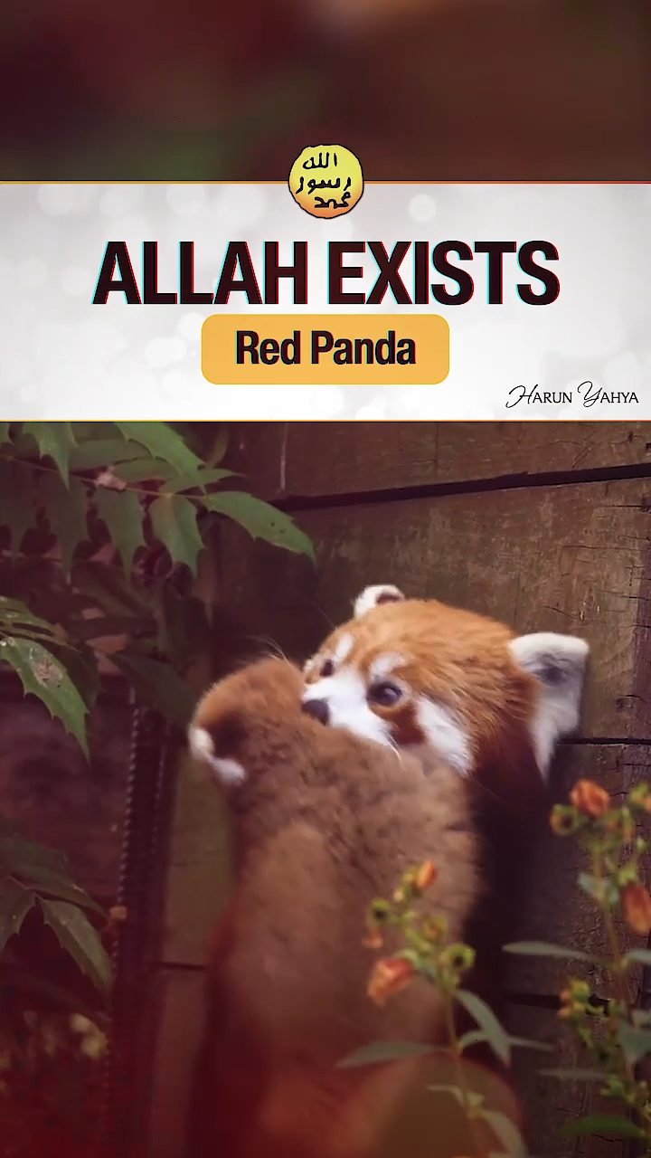 Red Panda