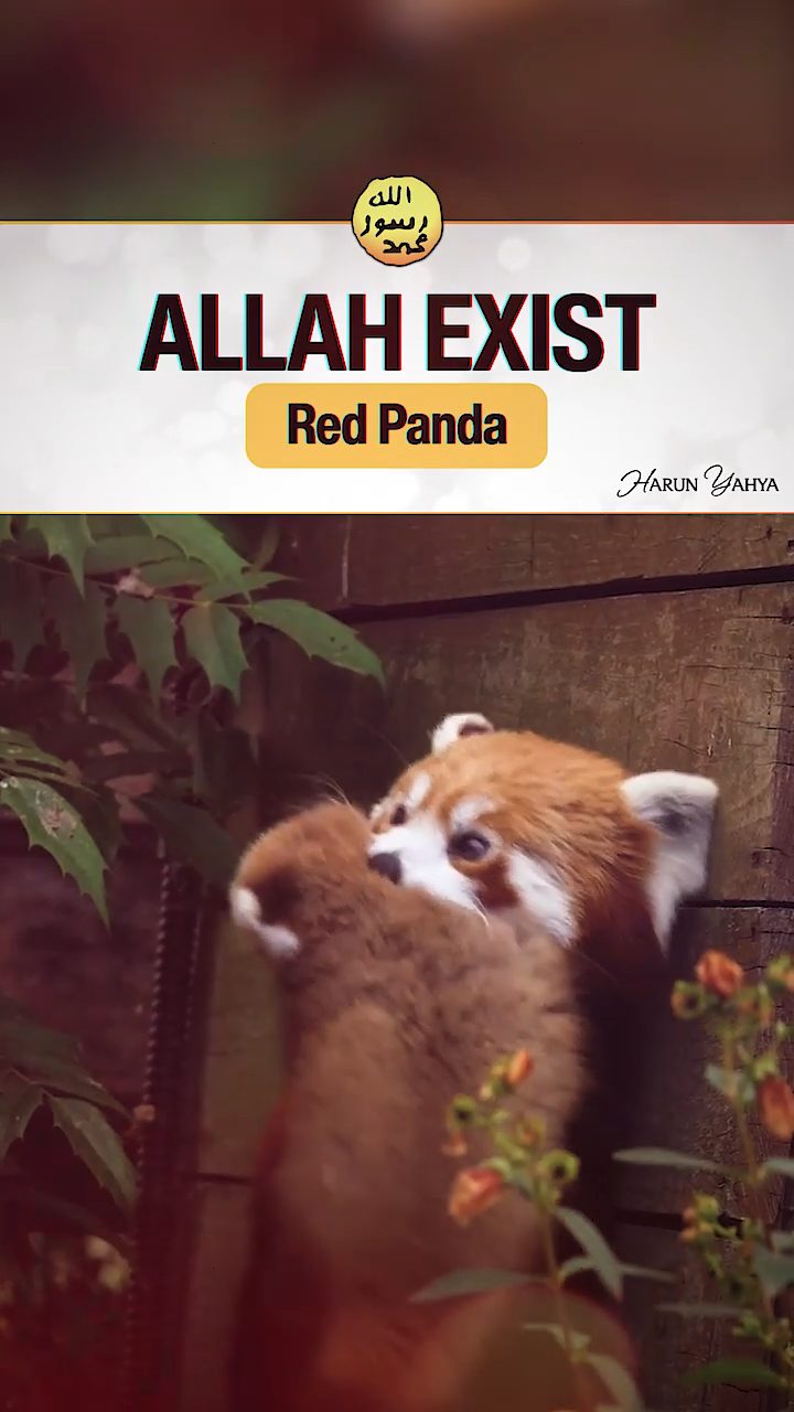 Red Panda