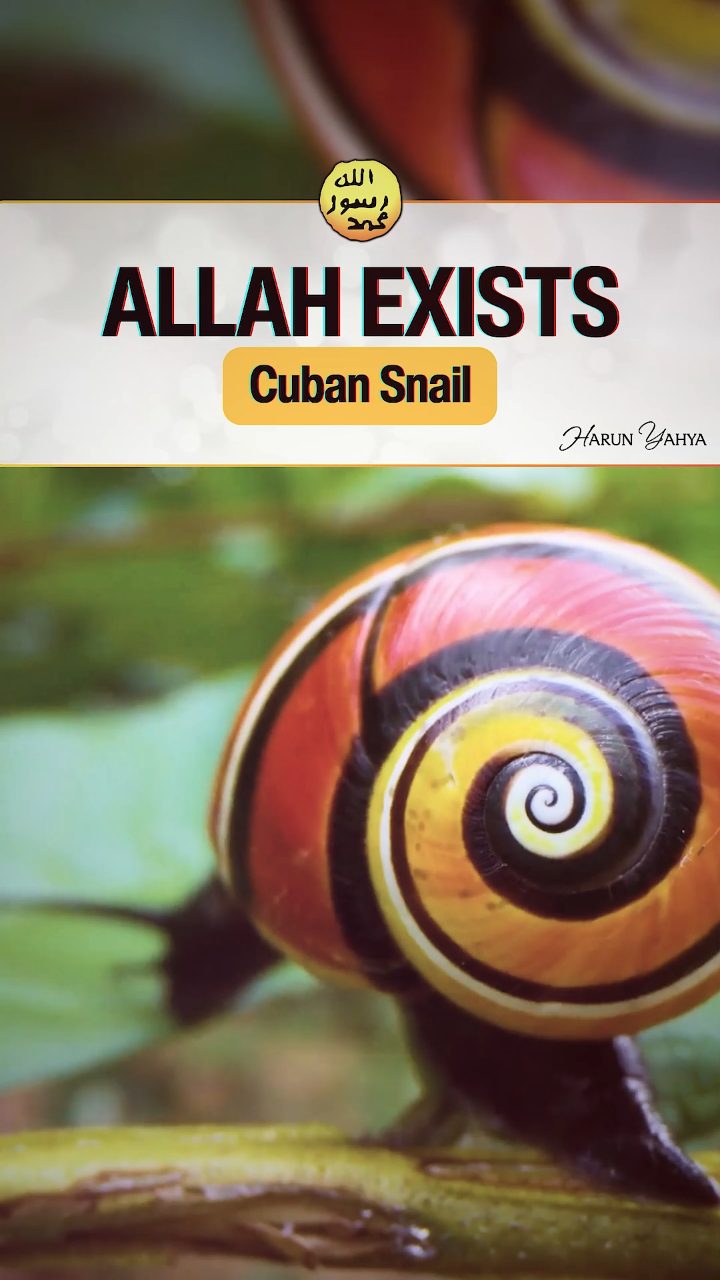 The Unique Pattern on the Cuban Snail