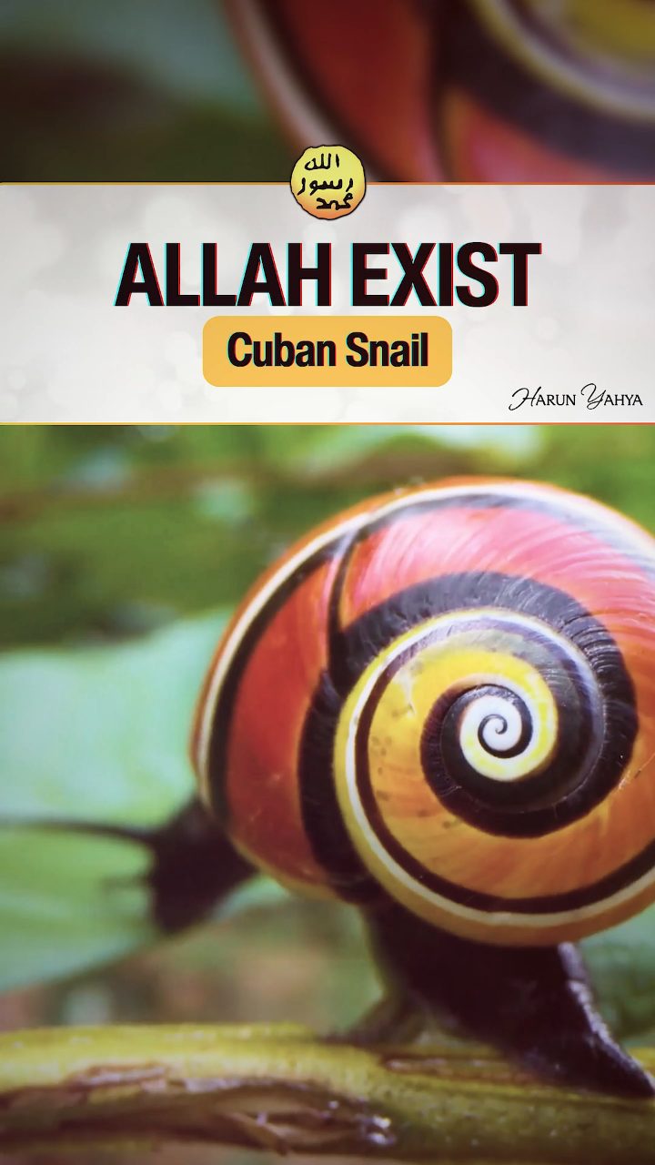 The Unique Pattern on the Cuban Snail