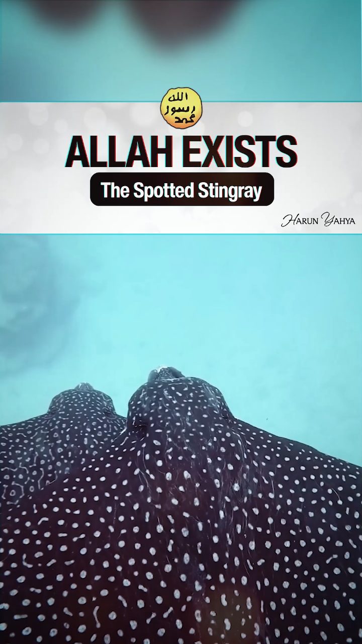 Allah Exists The Spotted Stingray