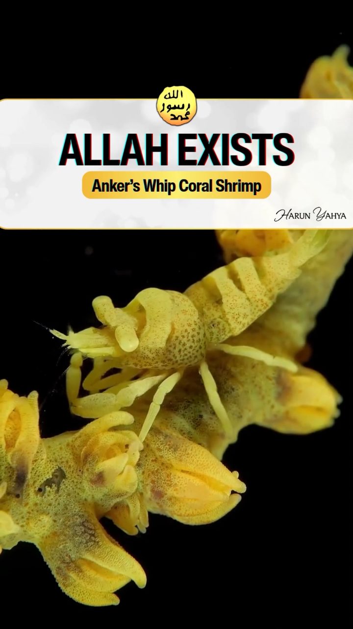 Anker'z Whip Coral Shrimp
