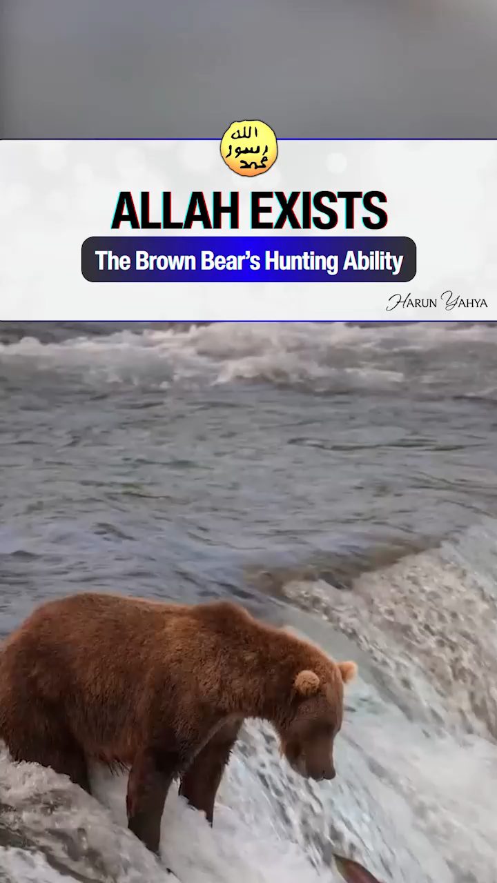 The Brown Bear’s Hunting Ability