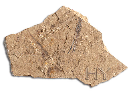 DİŞLİ RİNGA (HIODONTIDAE)