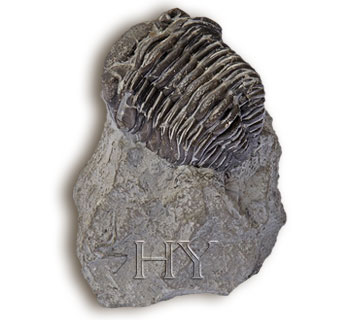 TRILOBIT