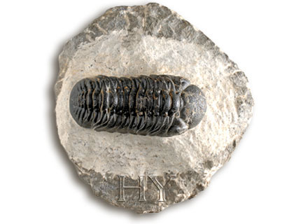 TRILOBIT