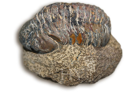 TRILOBIT