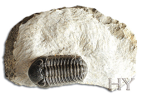 TRILOBIT