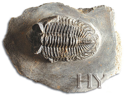 TRILOBIT