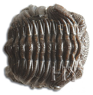 TRILOBIT