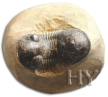 TRILOBIT